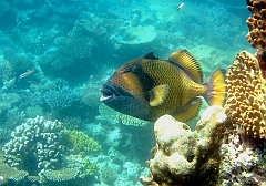 IMG_0021rf_Maldives_Madoogali reef_Baliste a tete jaune ou a moustacche_Balistoides viridescens
